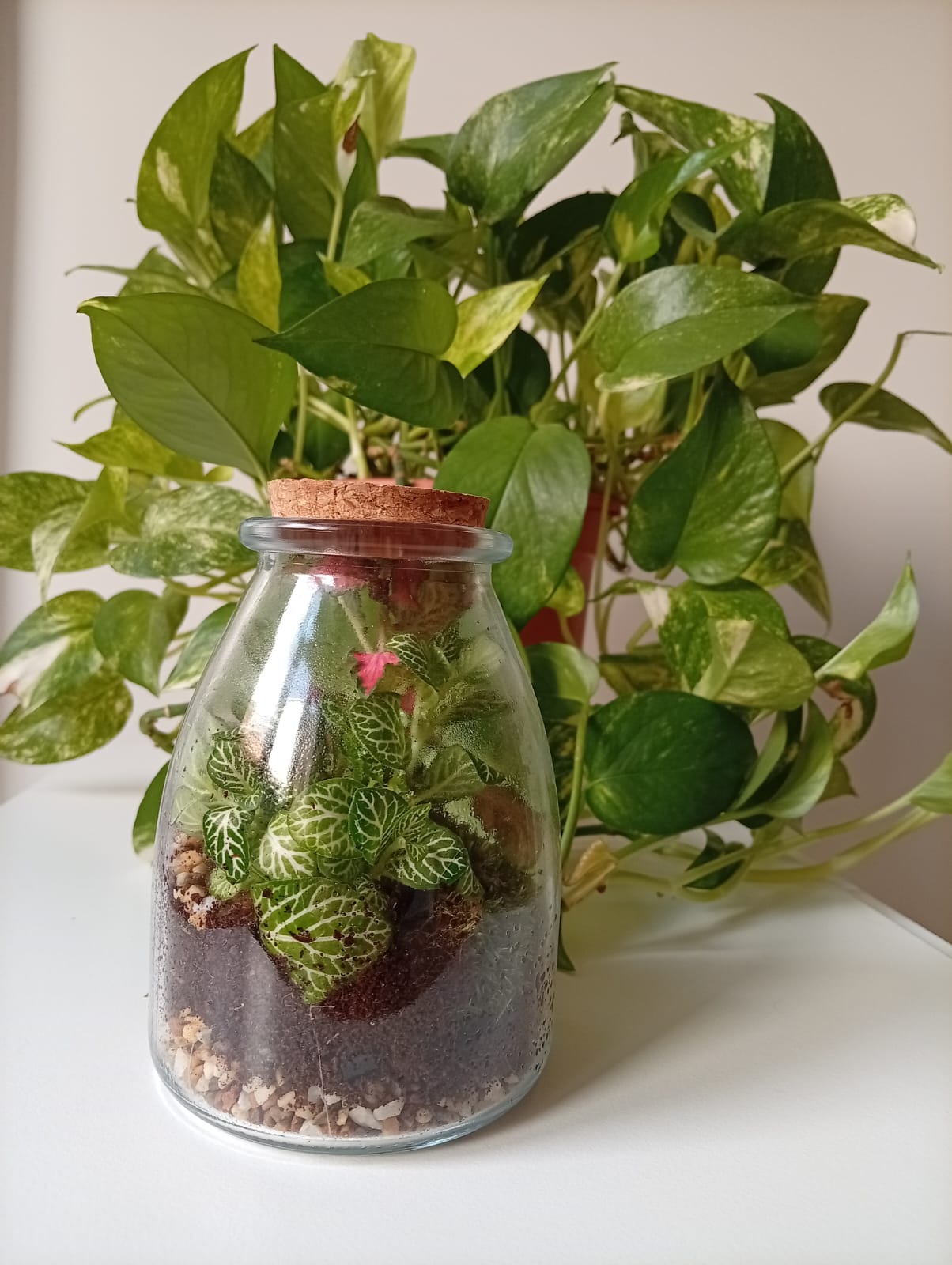 Pequeño terrario de cristal junto a una planta verde
